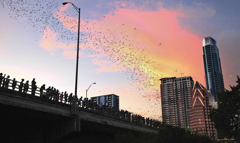 Congress Avenue Bats in Austin