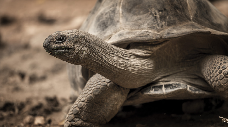 Close up of a Giant Tortoise