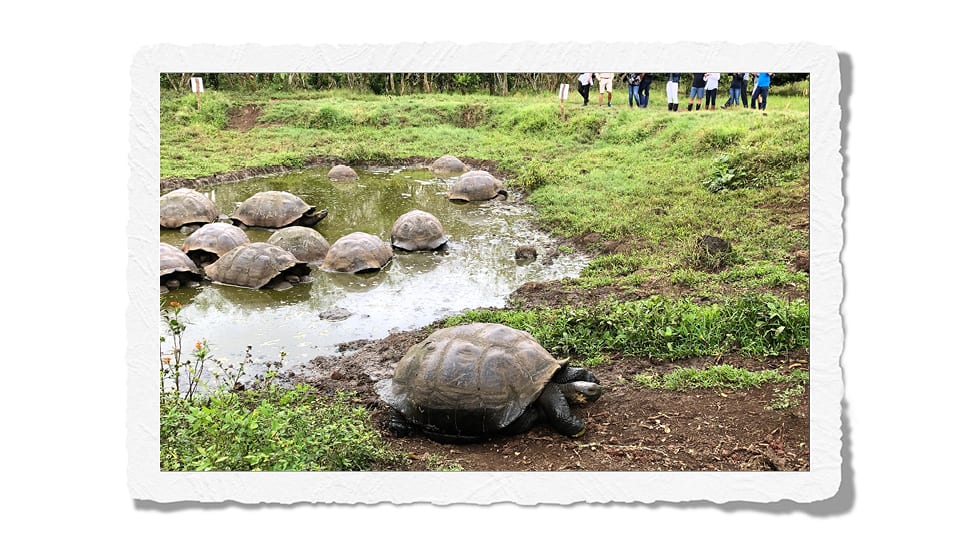 Galápagos turtles