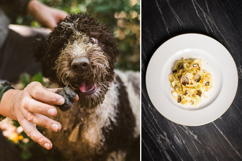 Truffle hunting dog and pasta