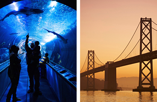 Aquarium / Golden Gate Bridge