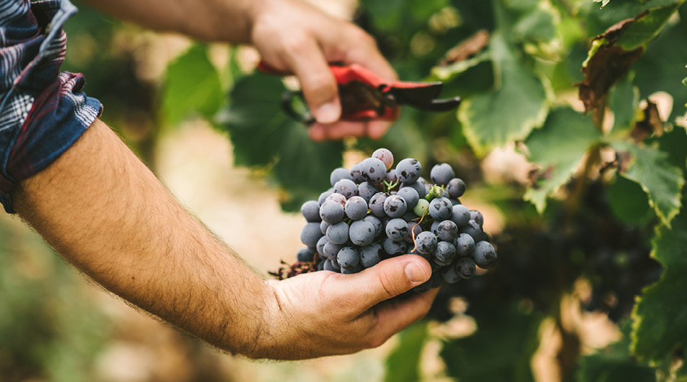 Close-up of picking grapes from a vine