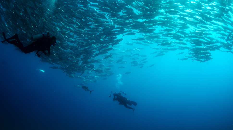 Two scuba-divers swim under a school of fish