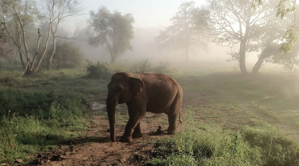 An elephant walks along a jungle path with morning fog behind it