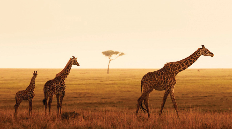 Giraffes walking the plains at sunset
