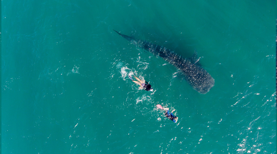People Snorkeling With A Whale Shark