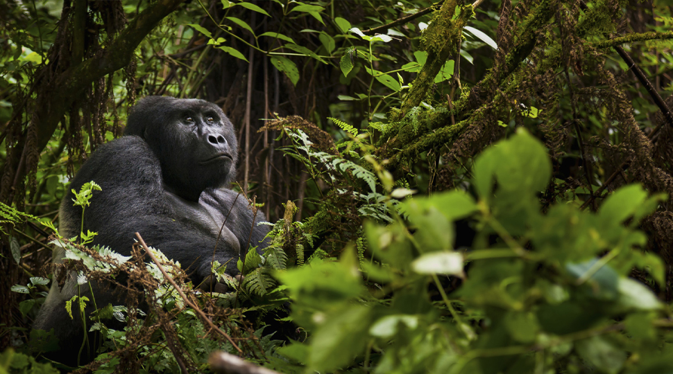 Mountain Gorilla, Volcanoes National Park, Rwanda