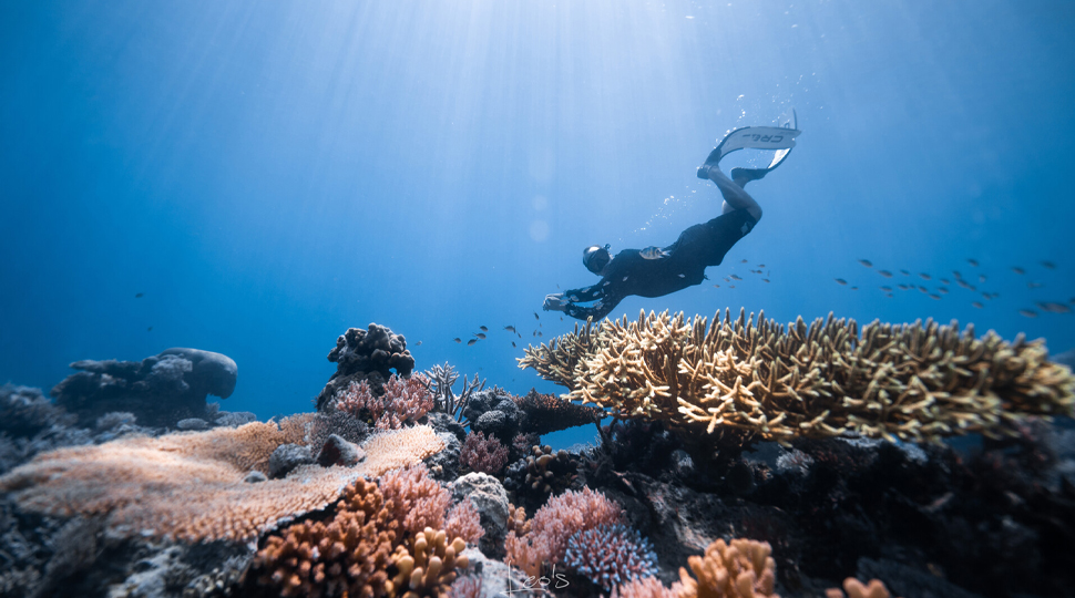 Scuba diver swims through a coral reef