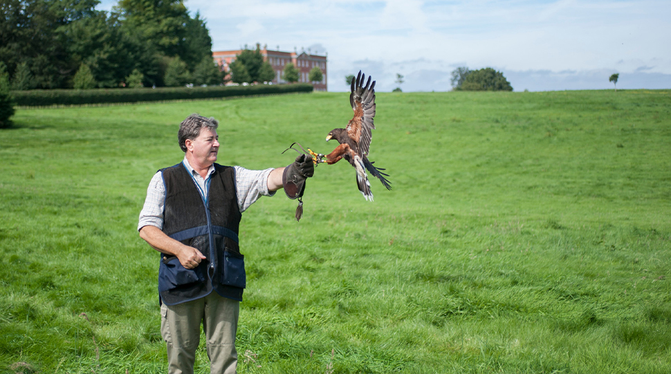 Falcon bird lands on man's gloved hand in English countryside