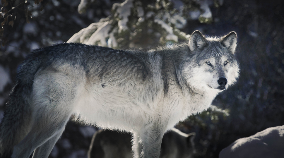 A gray wolf stands in front of a snow-covered tree