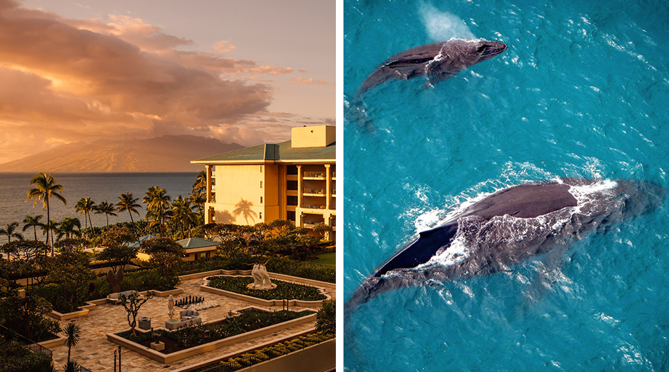 Left Image: Beachfront resort at sunset; Right Image: Two humpback whales swim through turquoise waters