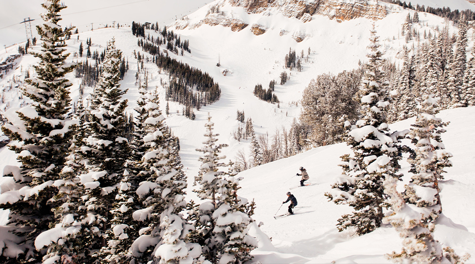 Two skiers ride down a mountain passing groups of snow-covered trees