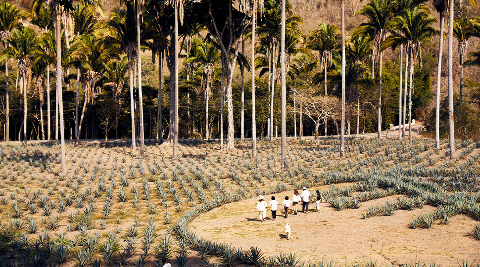 Six people and a dog walk through an agave field